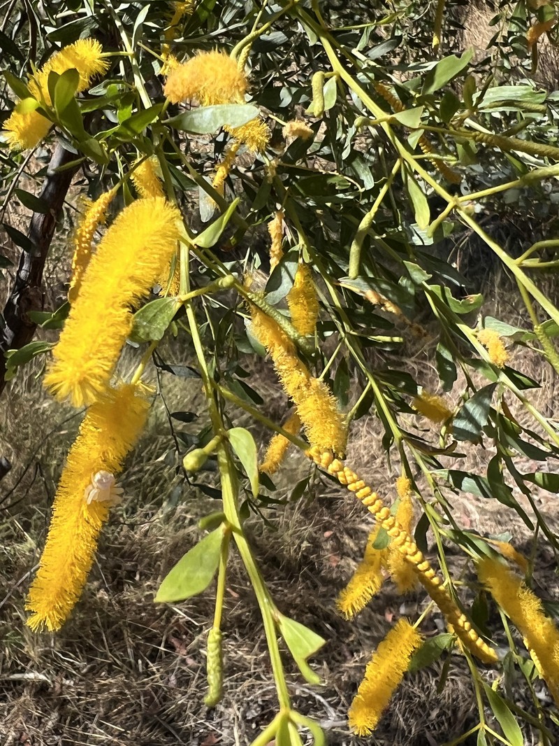 Acacia richardsii