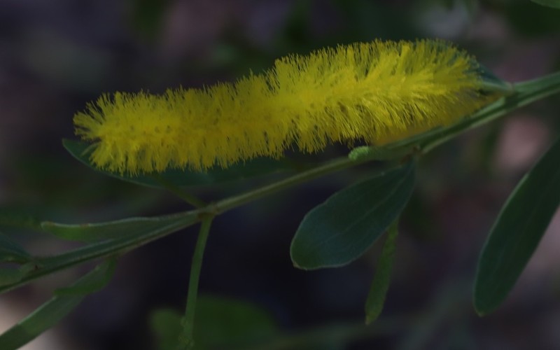 Acacia richardsii photo 2