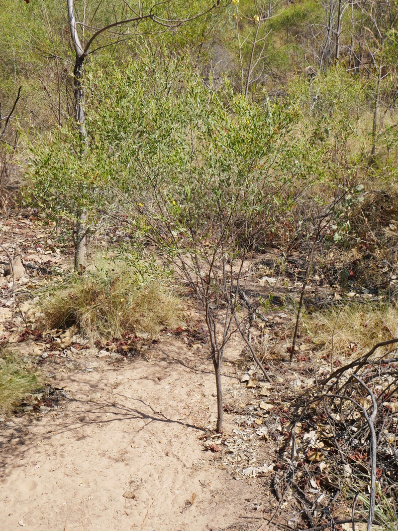 Acacia richardsii photo 3