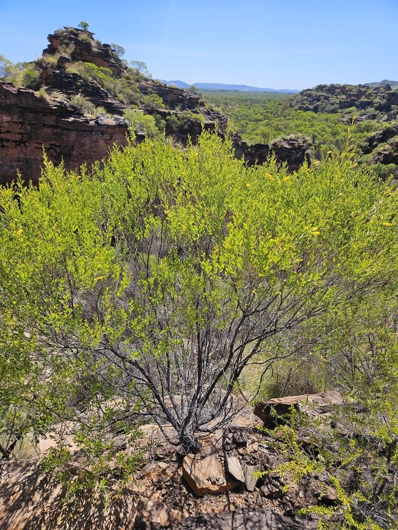 Acacia richardsii photo 4