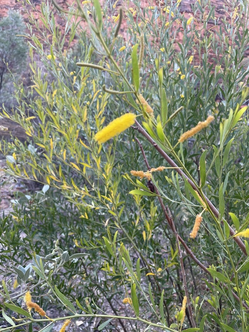 Acacia richardsii photo 5