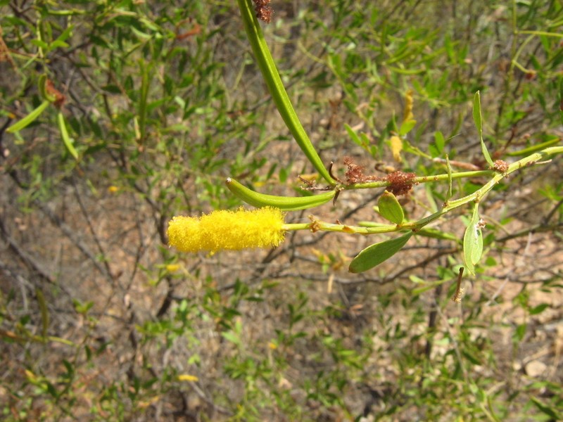 Acacia richardsii photo 7