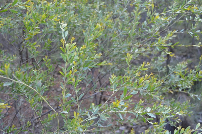 Acacia richardsii photo 8