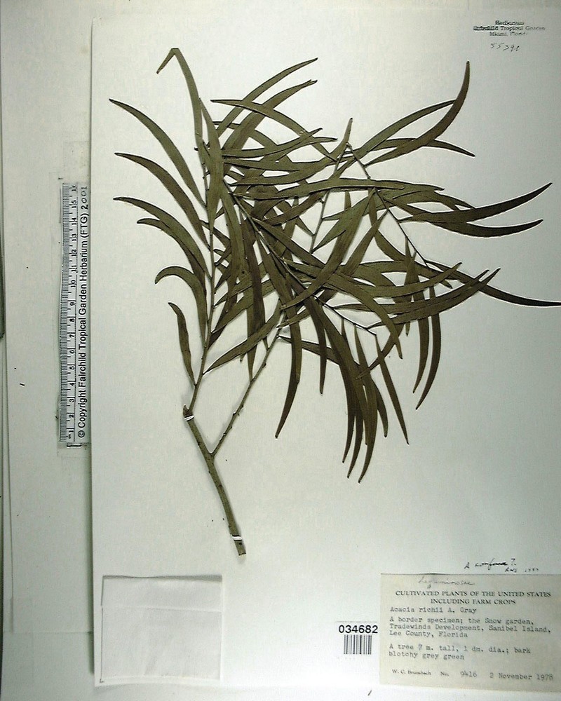 Acacia richii