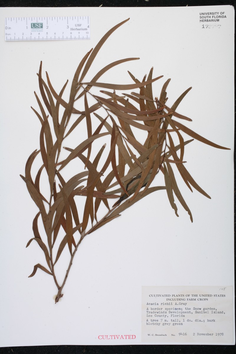 Acacia richii photo 2