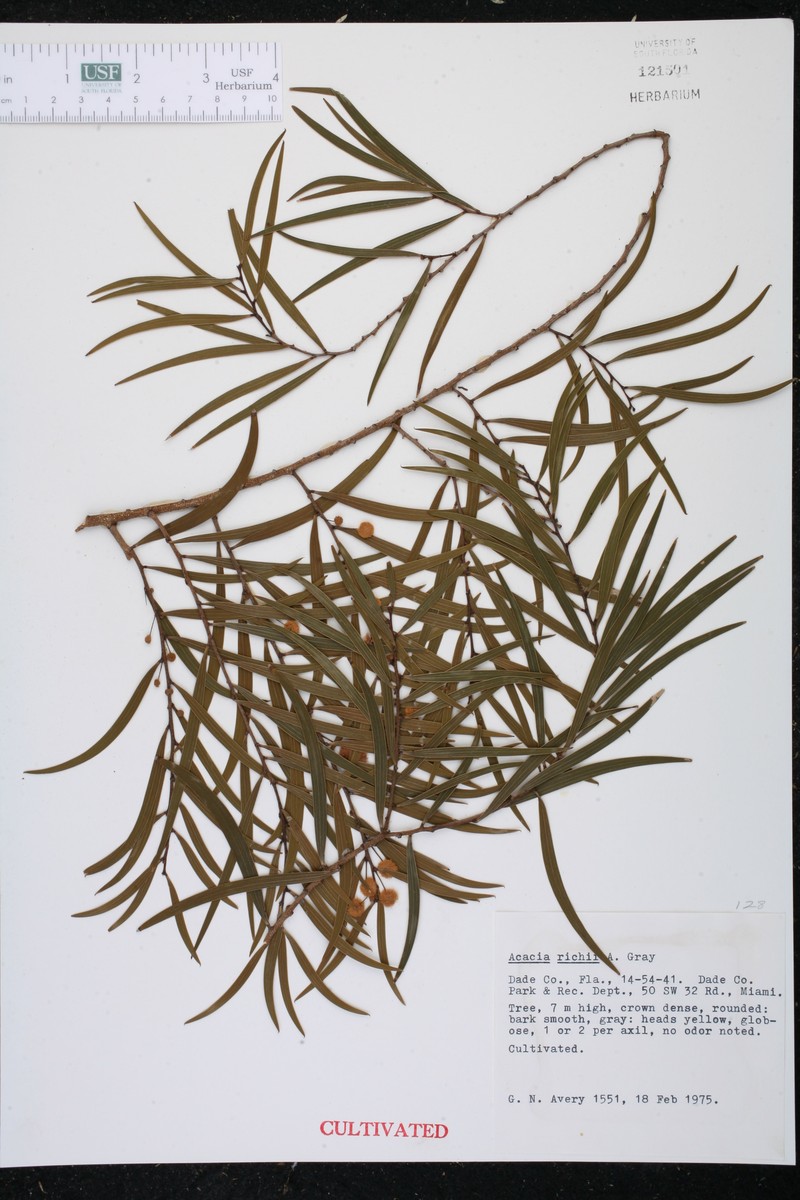 Acacia richii photo 3