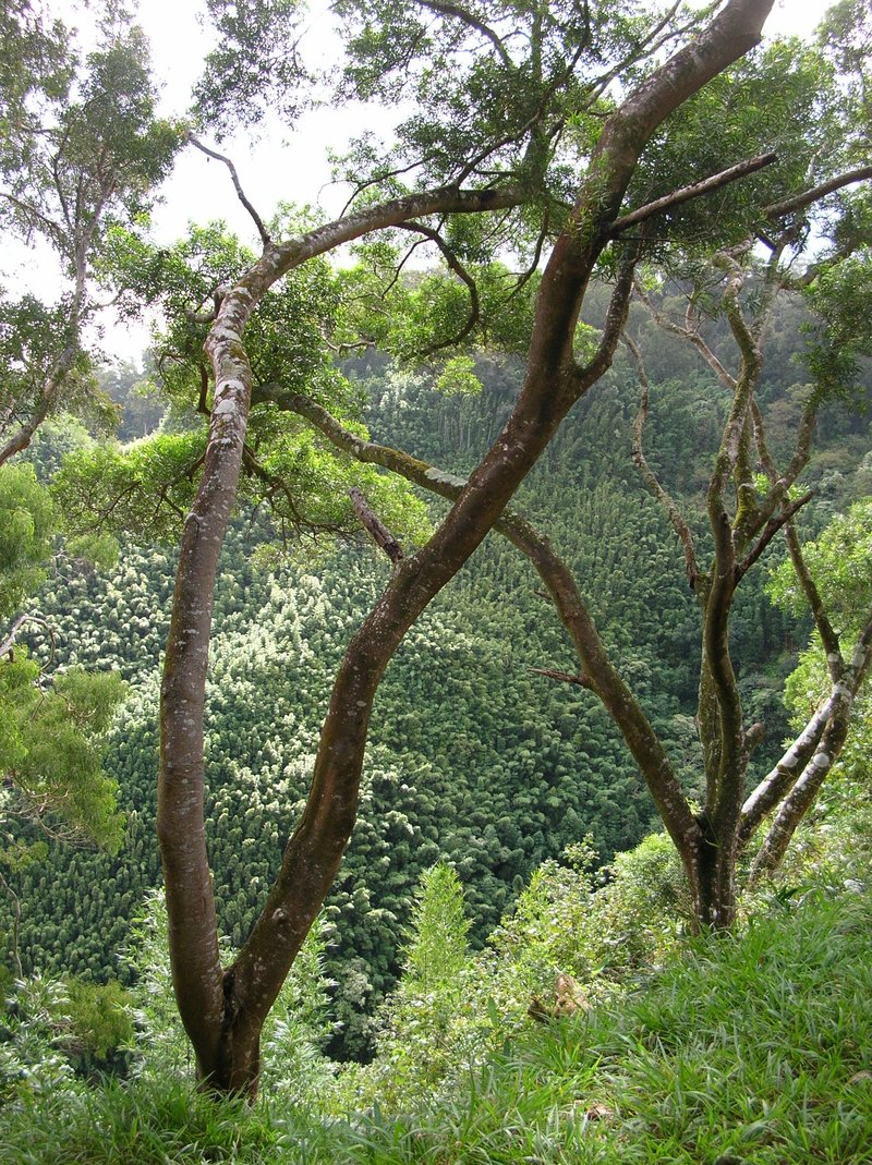 Acacia richii
