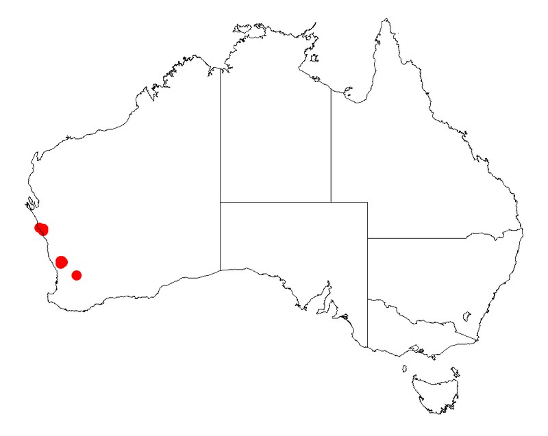 Acacia ridleyana