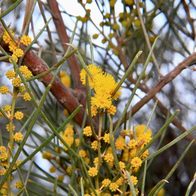 Nealie photo 6
