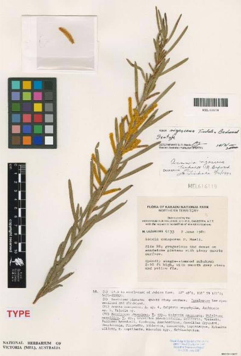 Acacia rigescens