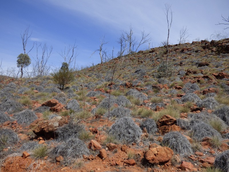 Creek Wattle photo 3