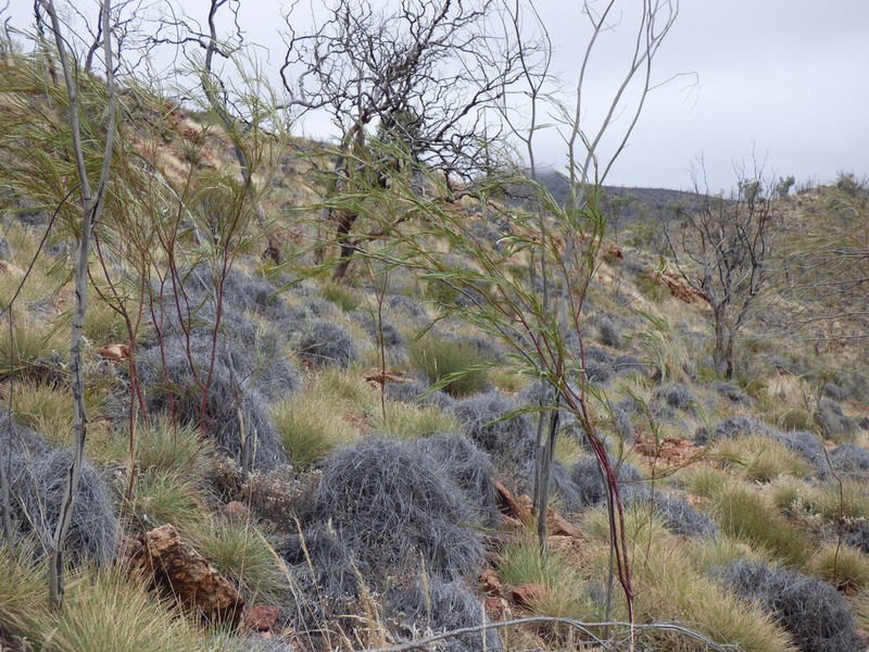 Creek Wattle photo 4