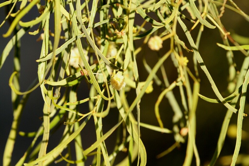 Creek Wattle photo 5