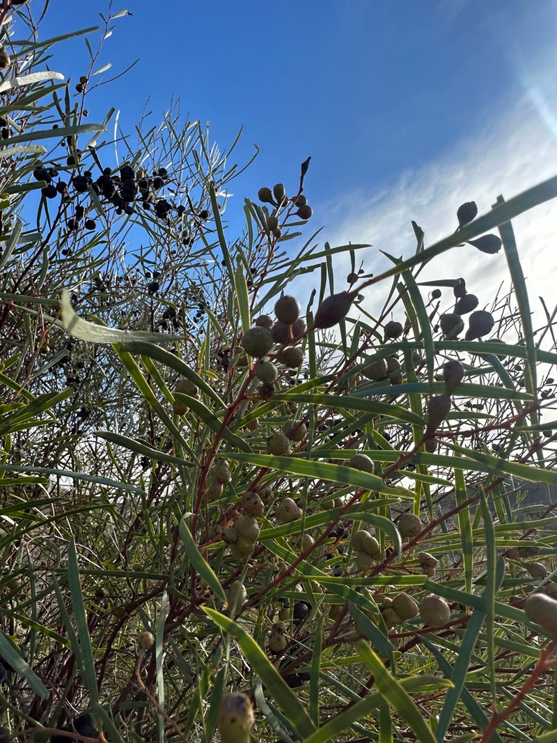 Creek Wattle photo 6