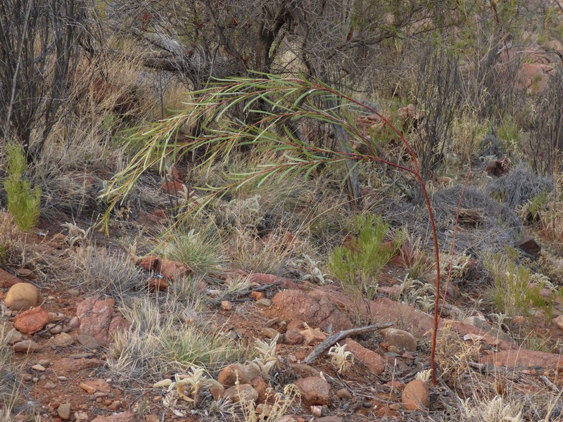 Creek Wattle photo 7