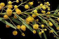 Creek Wattle