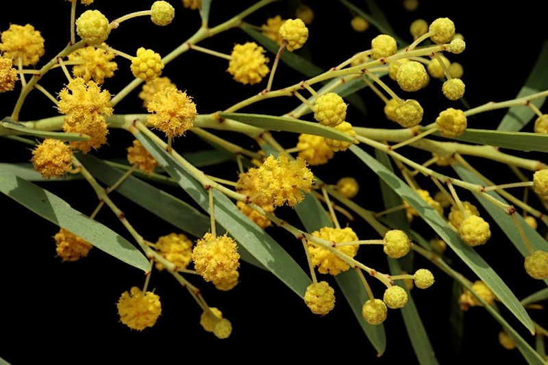 Creek Wattle