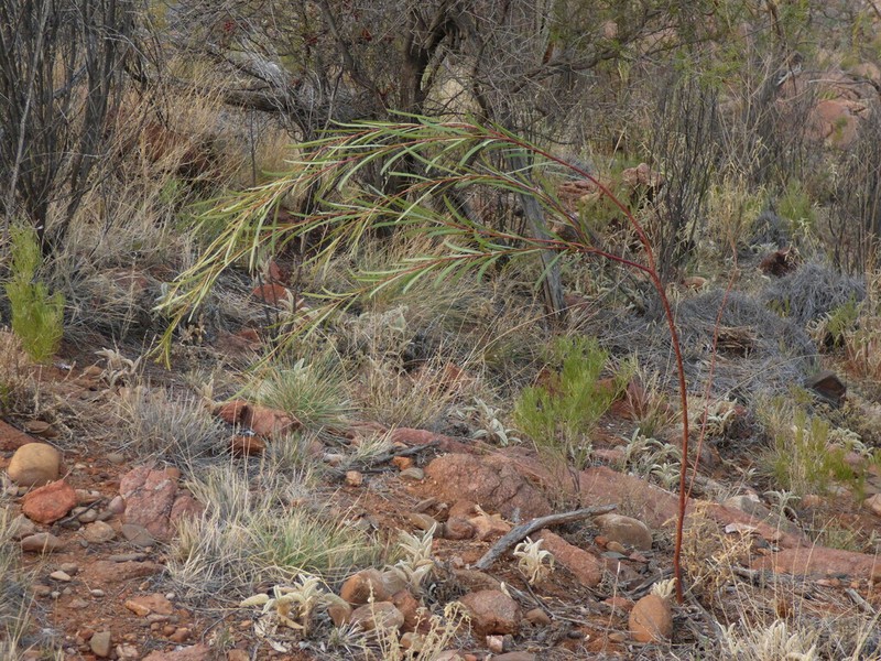 Creek Wattle photo 2