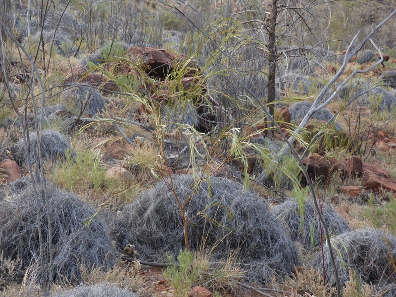 Creek Wattle photo 3