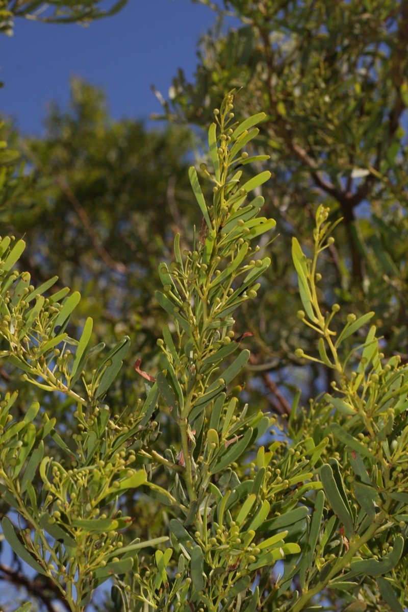 Acacia robeorum photo 3