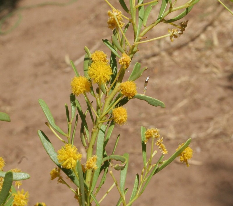 Acacia robeorum photo 4