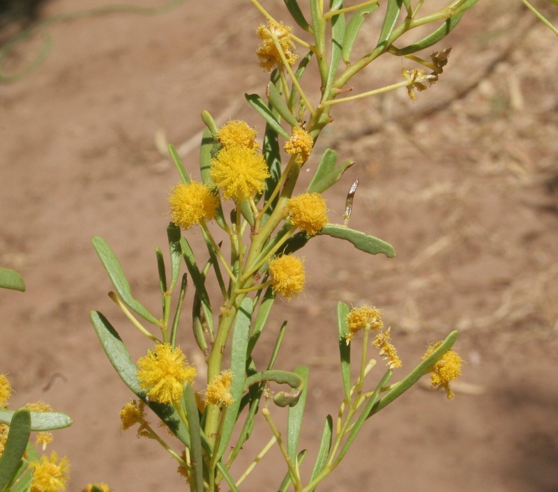 Acacia robeorum photo 5