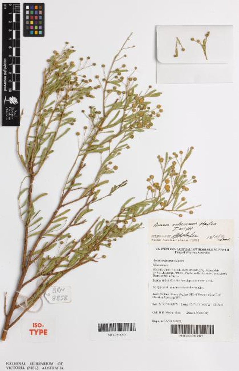Acacia robeorum photo 6