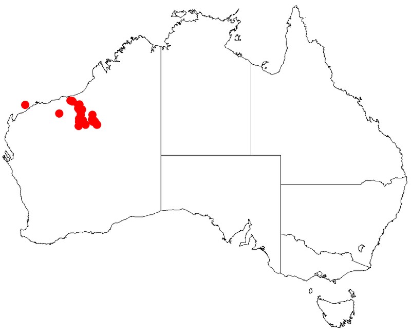 Acacia robeorum