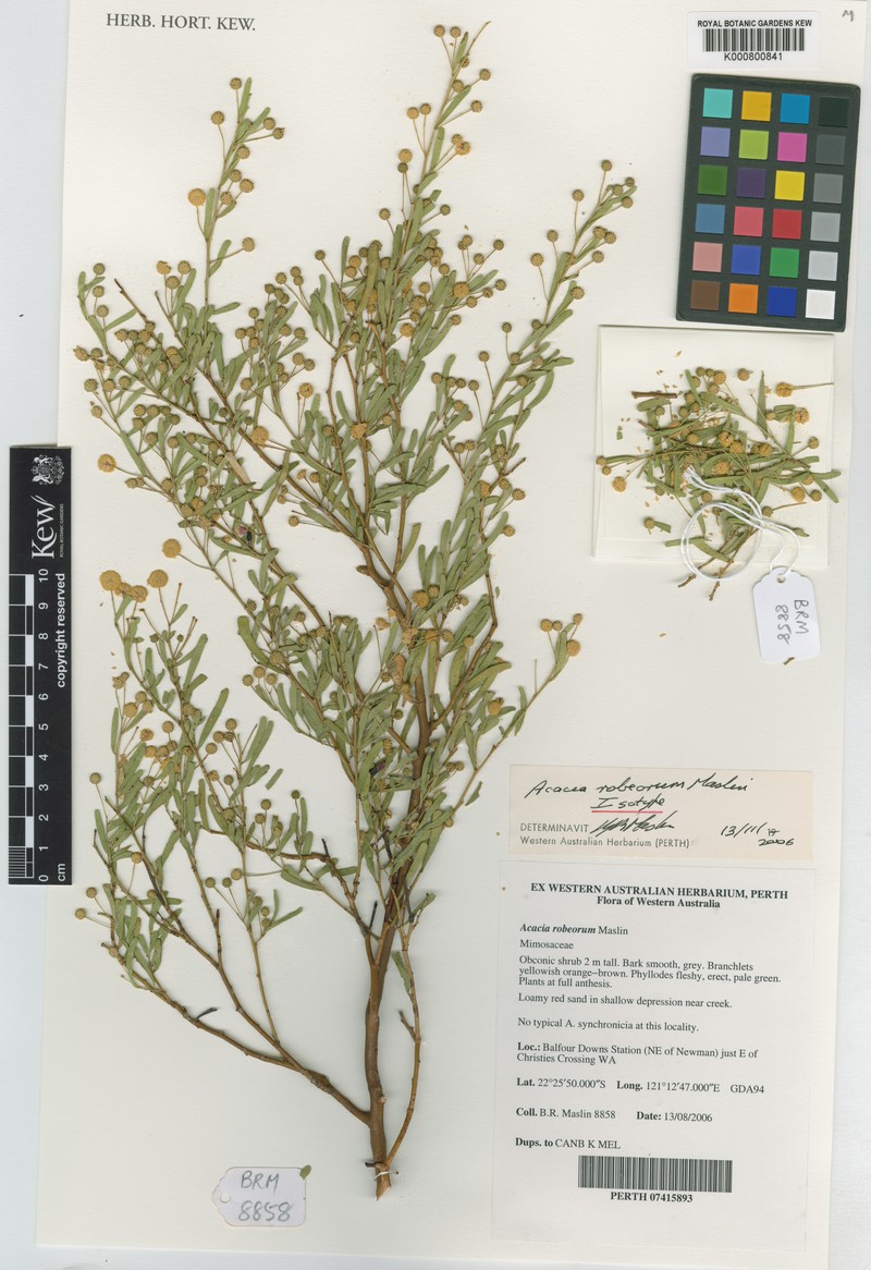 Acacia robeorum photo 2