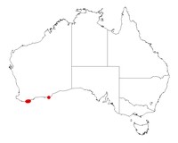 Acacia robiniae