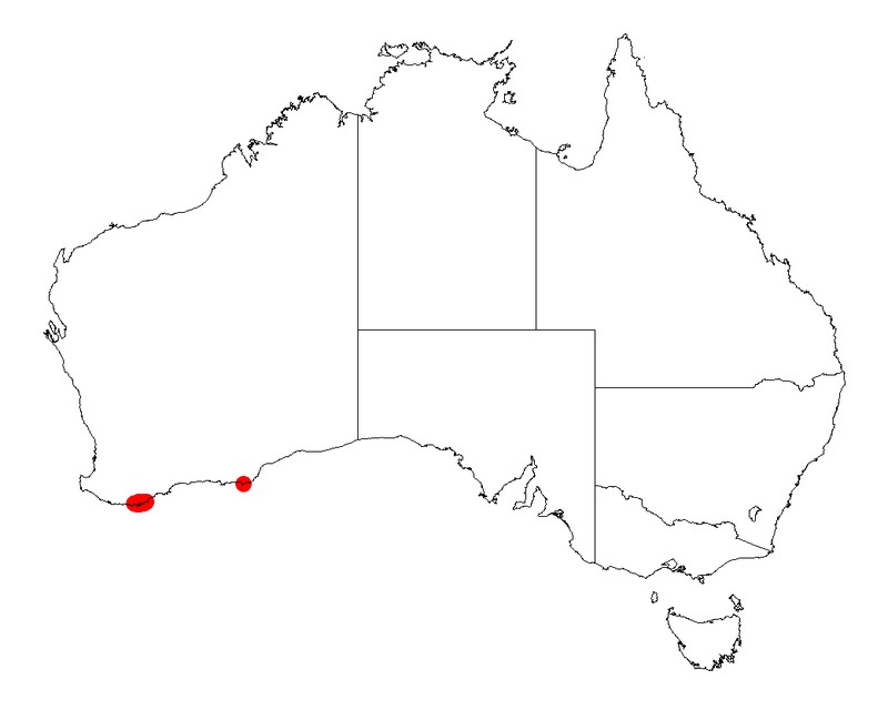 Acacia robiniae