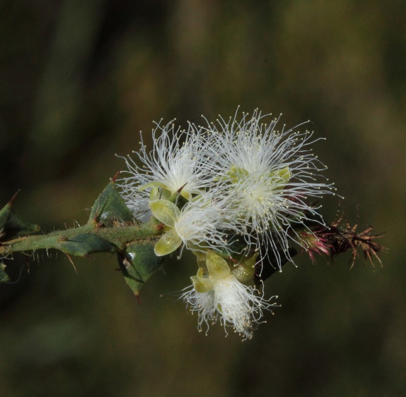 Acacia robiniae photo 2