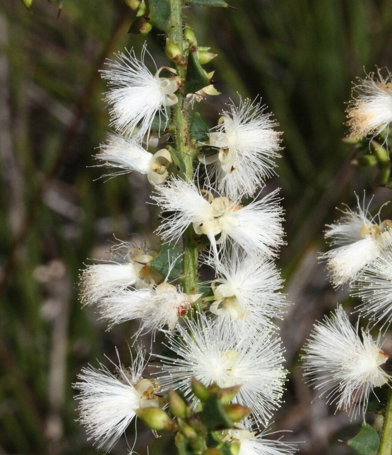 Acacia robiniae photo 3