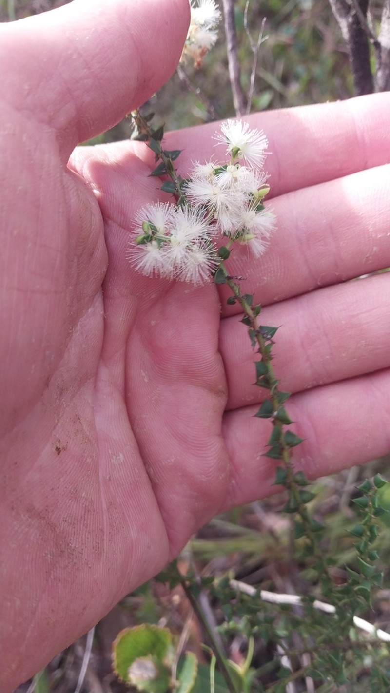 Acacia robiniae photo 4