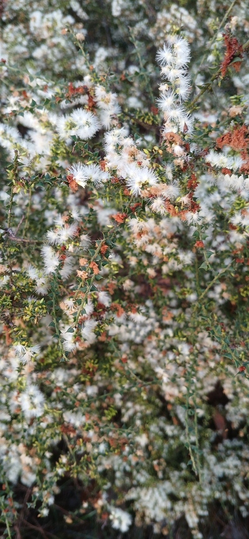 Acacia robiniae photo 5