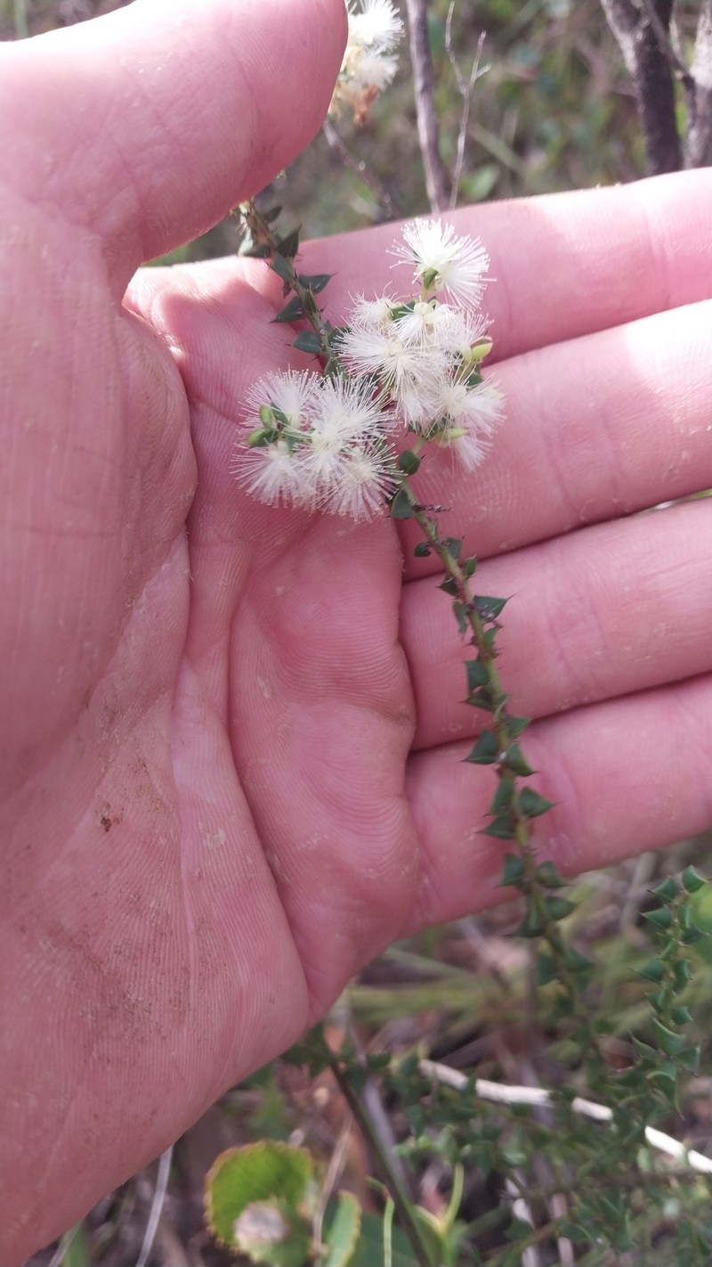Acacia robiniae photo 7