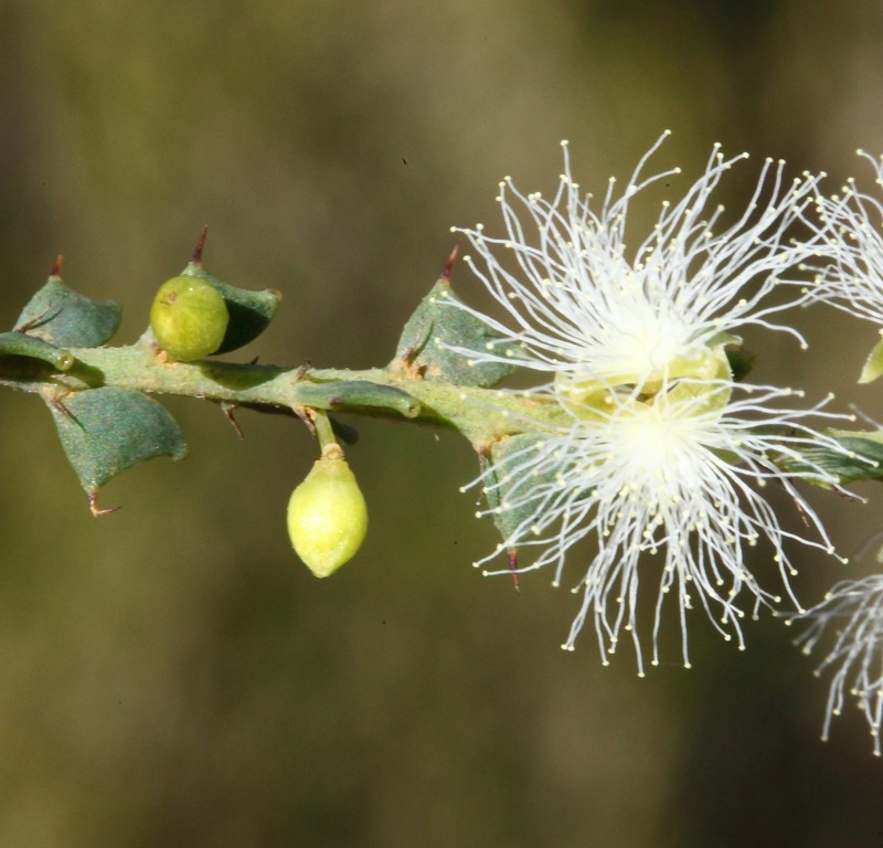 Acacia robiniae photo 8