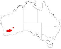 Acacia rossei