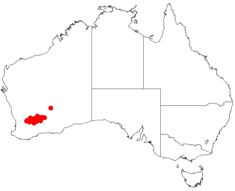 Acacia rossei