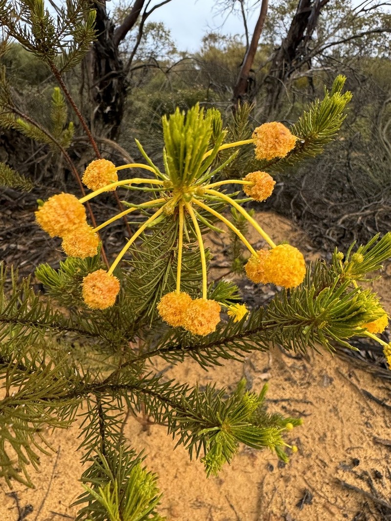 Acacia rossei photo 2