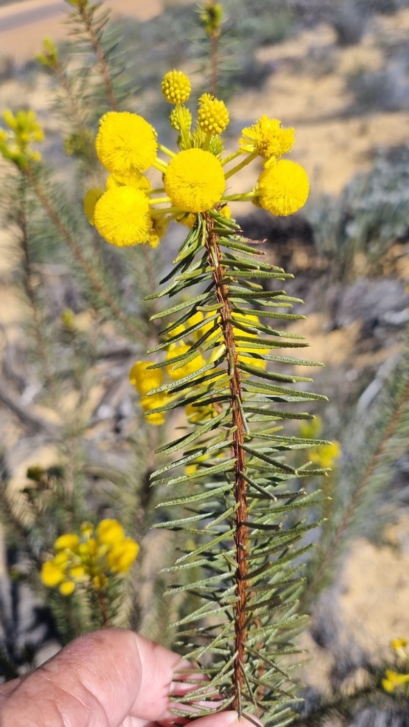 Acacia rossei photo 3