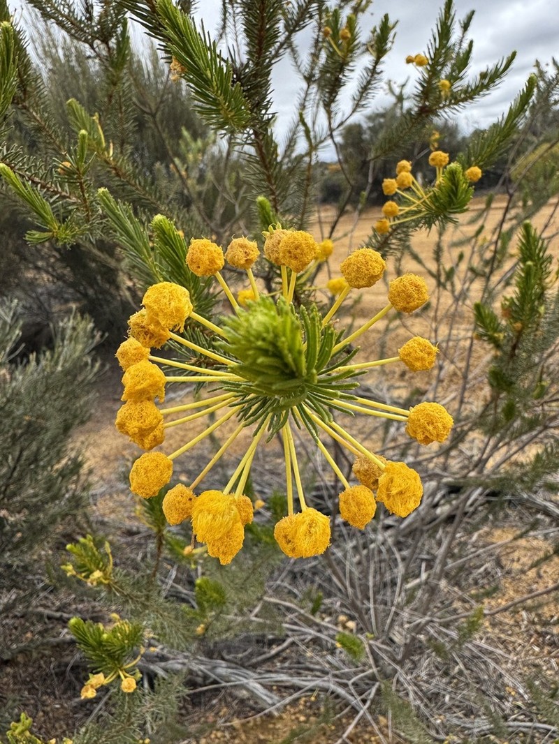 Acacia rossei photo 4