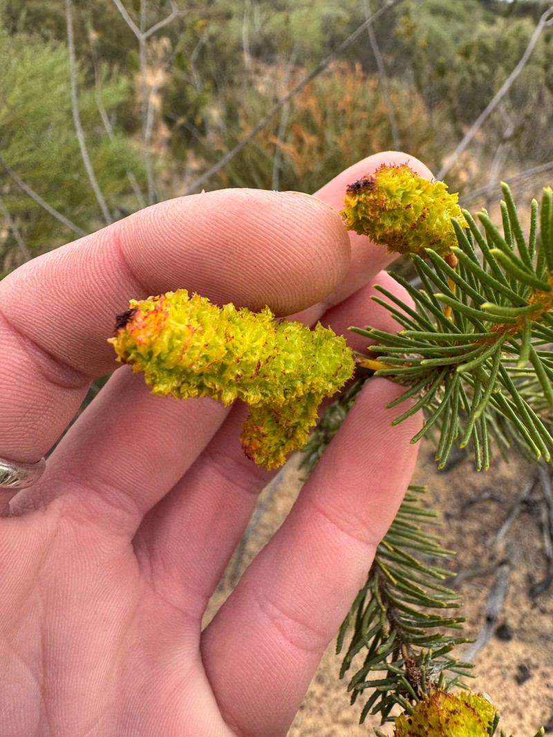 Acacia rossei photo 5