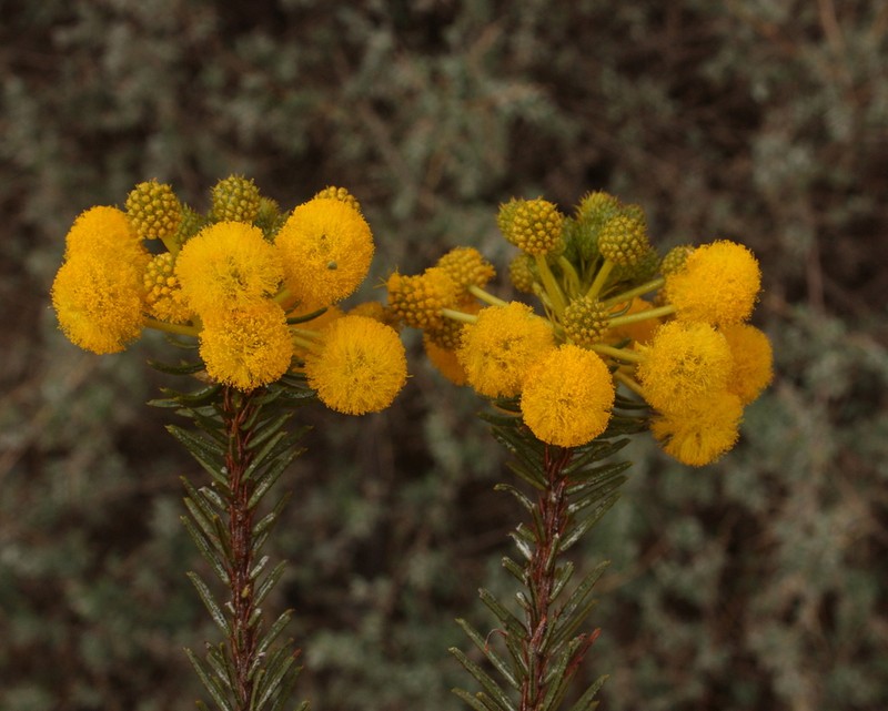 Acacia rossei photo 6