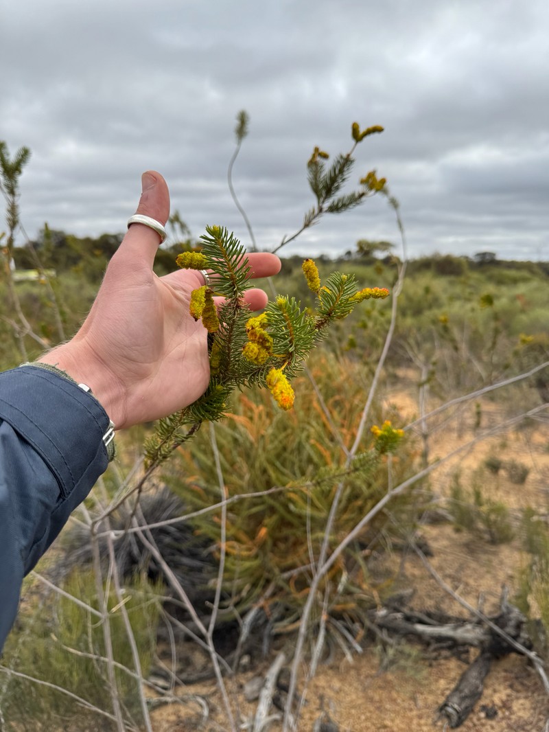 Acacia rossei photo 7