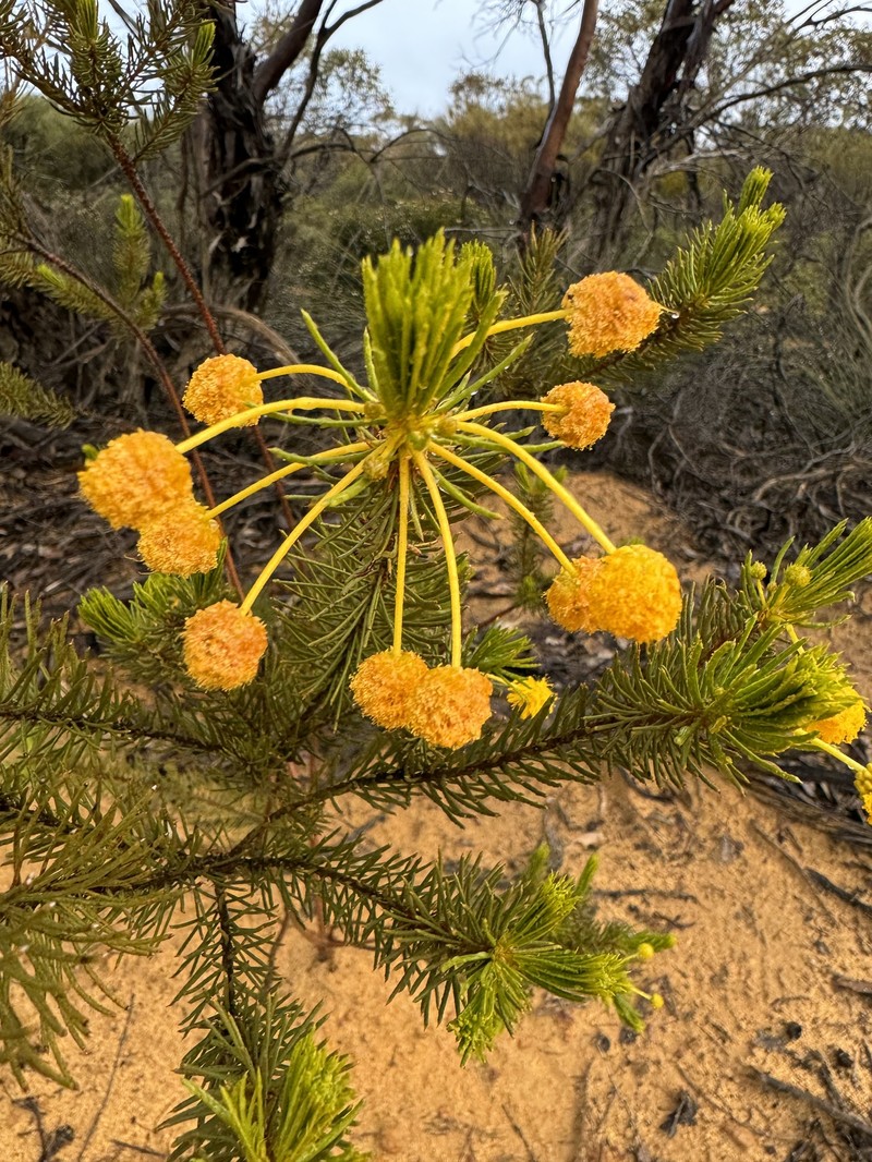 Acacia rossei photo 8