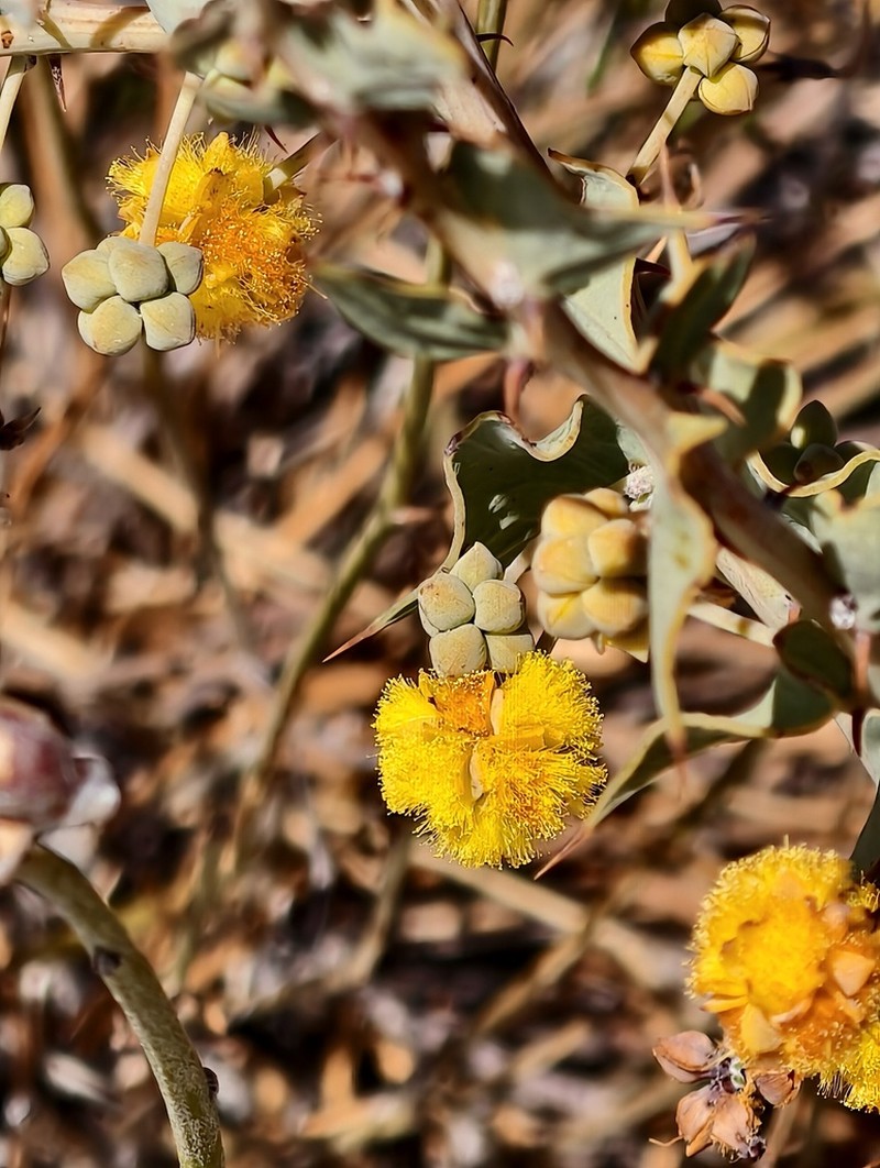 Acacia rostellata photo 2