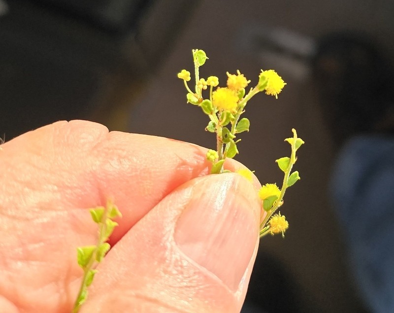 Acacia rostellata photo 4