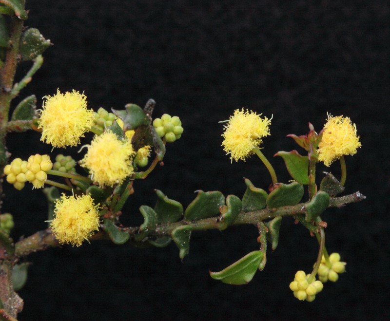 Acacia rostellata photo 6