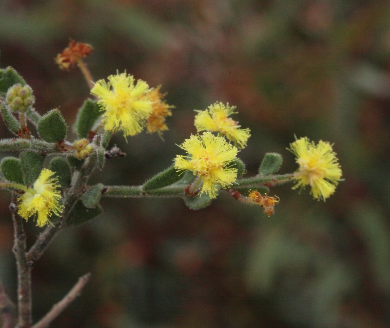 Acacia rostellata photo 7
